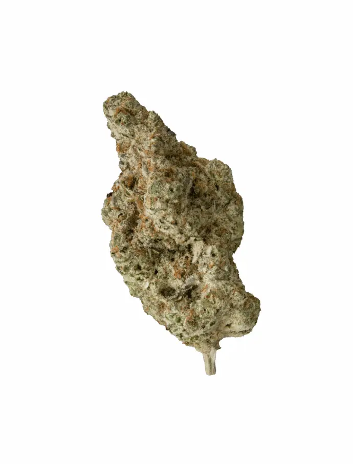 JELLYSICKLE 14G