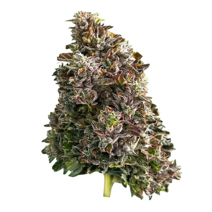 BAZOOKAS HALF QUAD 3.5G